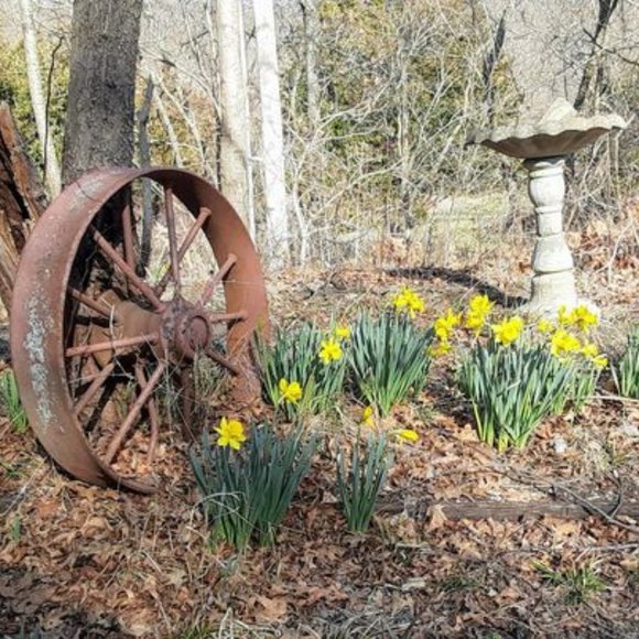 15 Beautiful heirloom daffodils - Picture 3 of 4